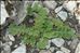 Aposeris foetida (L.) Less.