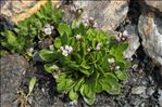 Arabis caerulea (All.) Haenke