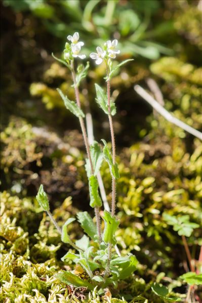 Arabis collina subsp. rosea (DC.) Minuto