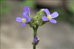 Arabis verna (L.) R.Br.