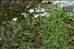 Arenaria balearica L.