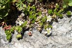Arenaria biflora L.