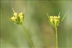 Bupleurum gerardi All.