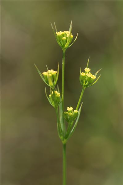 Bupleurum gerardi All.