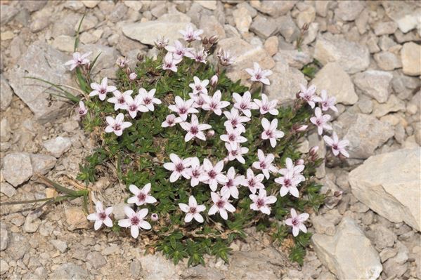 Arenaria purpurascens Ramond ex DC.