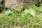 Arisarum vulgare O.Targ.Tozz.