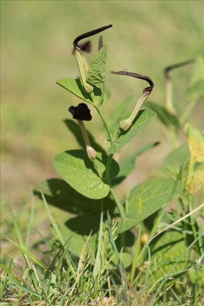 Aristolochia rotunda L. subsp. rotunda
