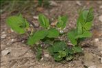 Aristolochia rotunda L. subsp. rotunda