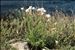Armeria arenaria subsp. bupleuroides (Godr. & Gren.) Greuter & Burdet