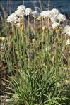 Armeria arenaria subsp. bupleuroides (Godr. & Gren.) Greuter & Burdet