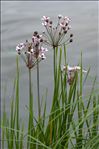 Butomus umbellatus L.