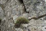 Armeria leucocephala Salzm. ex W.D.J.Koch