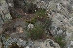 Armeria leucocephala Salzm. ex W.D.J.Koch