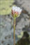 Armeria leucocephala Salzm. ex W.D.J.Koch