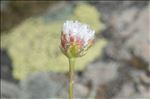 Armeria leucocephala Salzm. ex W.D.J.Koch