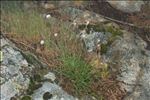Armeria leucocephala Salzm. ex W.D.J.Koch