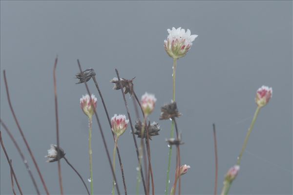 Armeria leucocephala Salzm. ex W.D.J.Koch