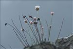 Armeria leucocephala Salzm. ex W.D.J.Koch