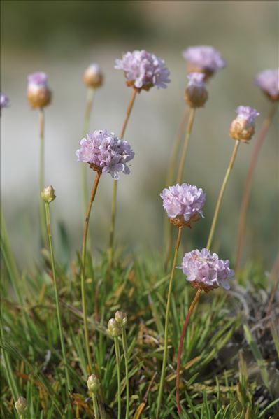 Armeria pungens (Link) Hoffmanns. & Link