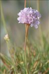 Armeria pungens (Link) Hoffmanns. & Link