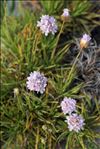 Armeria pungens (Link) Hoffmanns. & Link