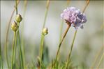 Armeria pungens (Link) Hoffmanns. & Link