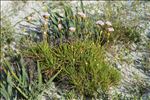 Armeria pungens (Link) Hoffmanns. & Link