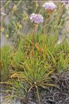 Armeria pungens (Link) Hoffmanns. & Link