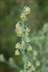 Artemisia alba Turra