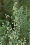 Artemisia alba Turra