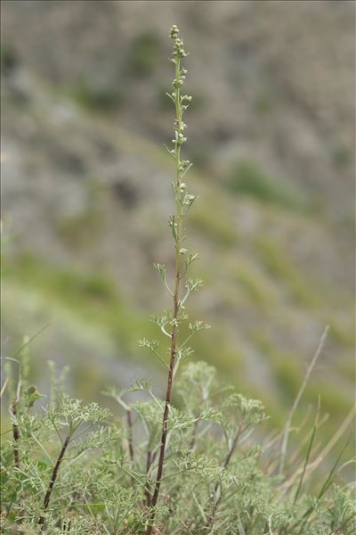 Artemisia alba Turra