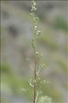 Artemisia alba Turra