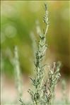 Artemisia alba Turra