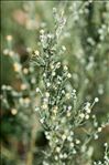 Artemisia alba Turra