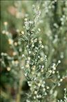 Artemisia alba Turra