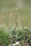 Artemisia borealis Pall.
