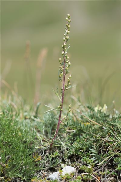 Artemisia borealis Pall.