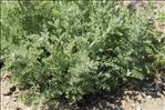 Artemisia caerulescens subsp. gallica (Willd.) K.M.Perss.