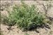 Artemisia caerulescens subsp. gallica (Willd.) K.M.Perss.