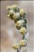Artemisia eriantha Ten.