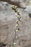 Artemisia eriantha Ten.