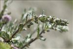 Artemisia genipi Weber