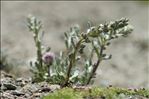 Artemisia genipi Weber