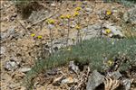 Artemisia glacialis L.