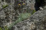 Artemisia glacialis L.