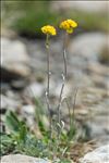 Artemisia glacialis L.