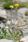 Artemisia glacialis L.