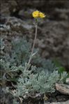 Artemisia glacialis L.