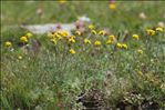 Artemisia glacialis L.