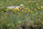 Artemisia glacialis L.